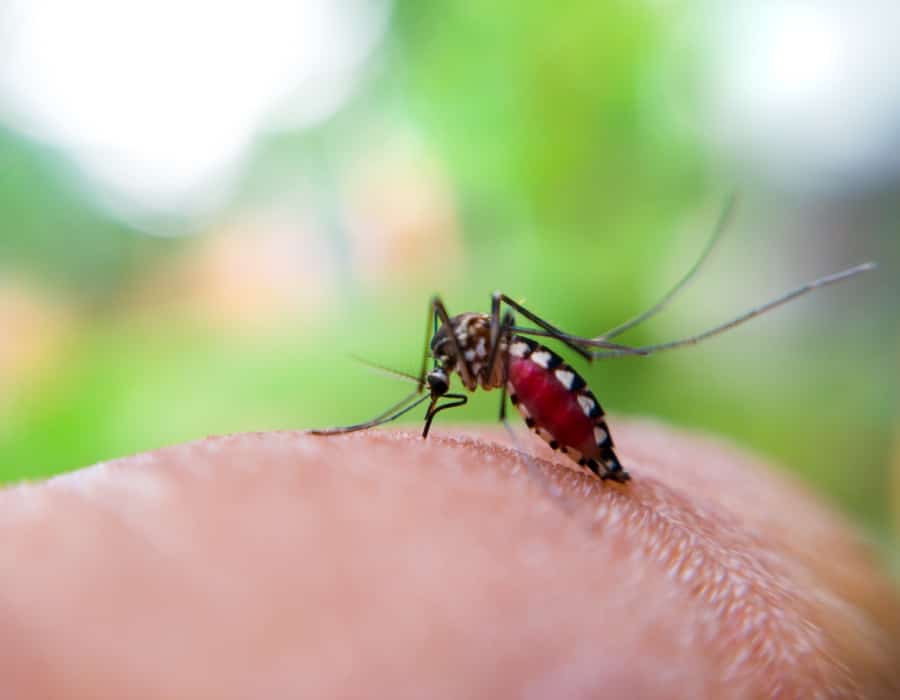 Moustique Aedes aegypti piquant une peau humaine avec son abdomen gonflé de sang sur fond vert flou.