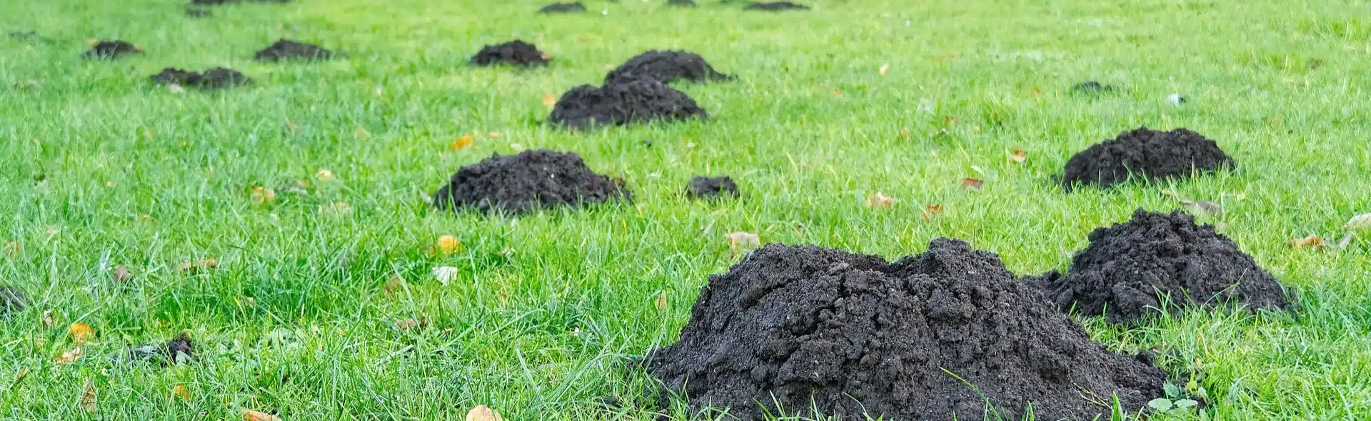 Taupinières sur pelouse : tout savoir sur ces monticules Taupinières de terre noire éparpillées sur une pelouse verte dans un jardin.
