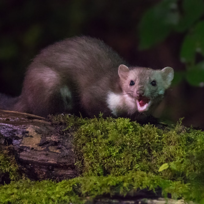 Fouine en forêt : portrait nocturne d'un petit carnivore Fouine sauvage à gorge blanche criant sur un tronc moussu en pleine forêt nocturne.