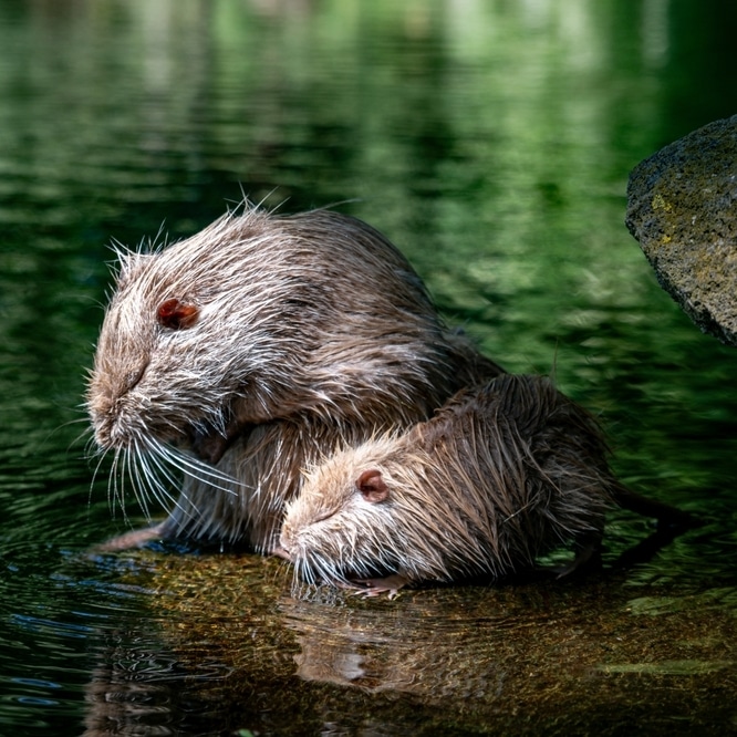 Ragondin et son petit : scène paisible au bord de l'eau Un ragondin adulte et son petit aux poils mouillés se reposent au bord de l'eau dans un cadre naturel.