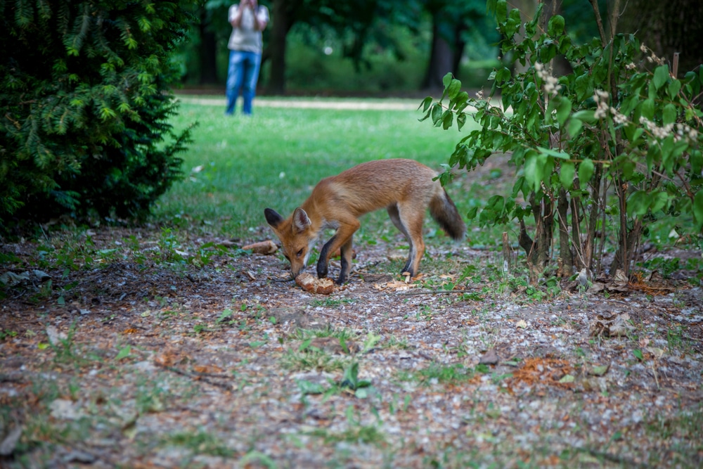 Young,Fox,In,The,Lazienki,Park,In,The,Center,Of