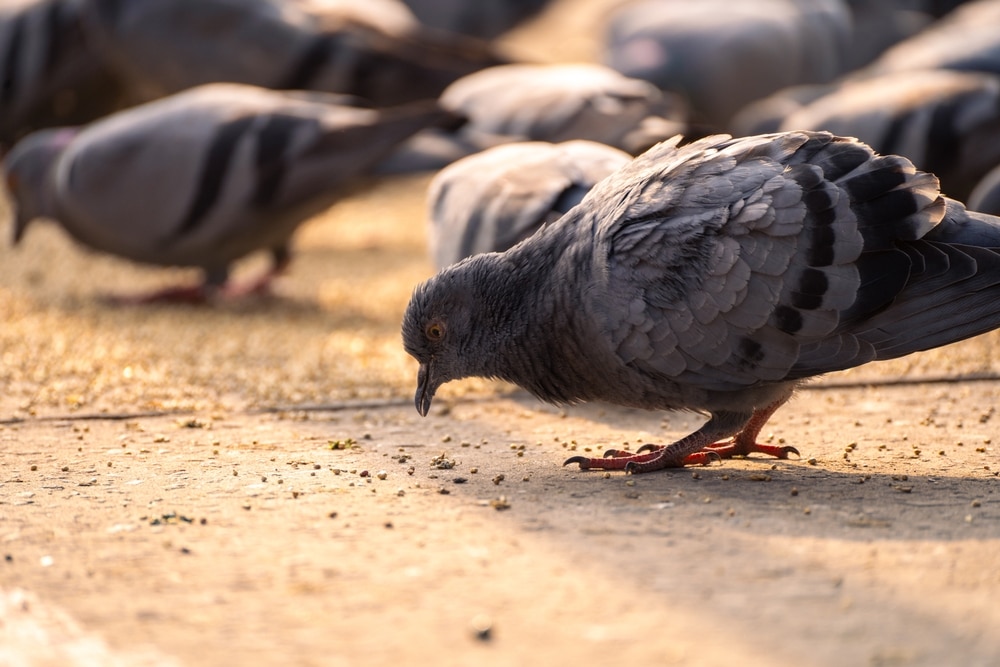 Low,Shot,Of,Pigeons,Eating,Grain,From,Ground,In,Golden