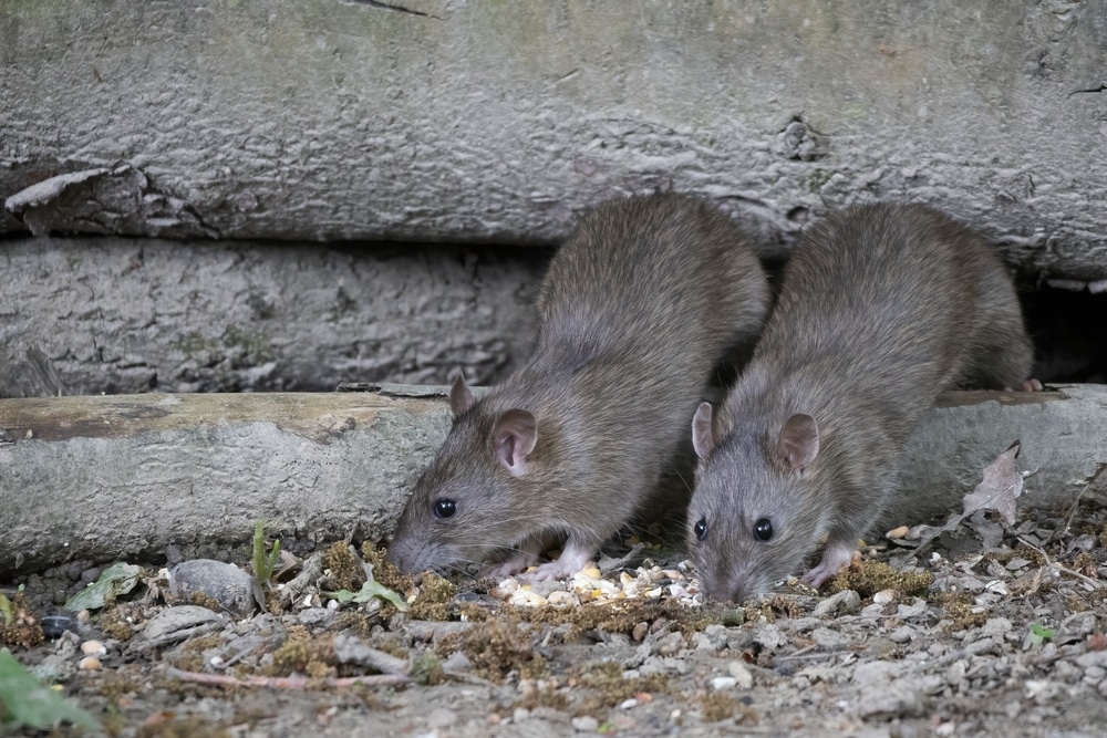 Brown,Rats,Nesting,In,Some,Old,Logs