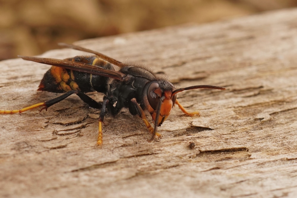 A,Closeup,Of,The,Invaside,And,Agressive,Asian,Hornet,Insect