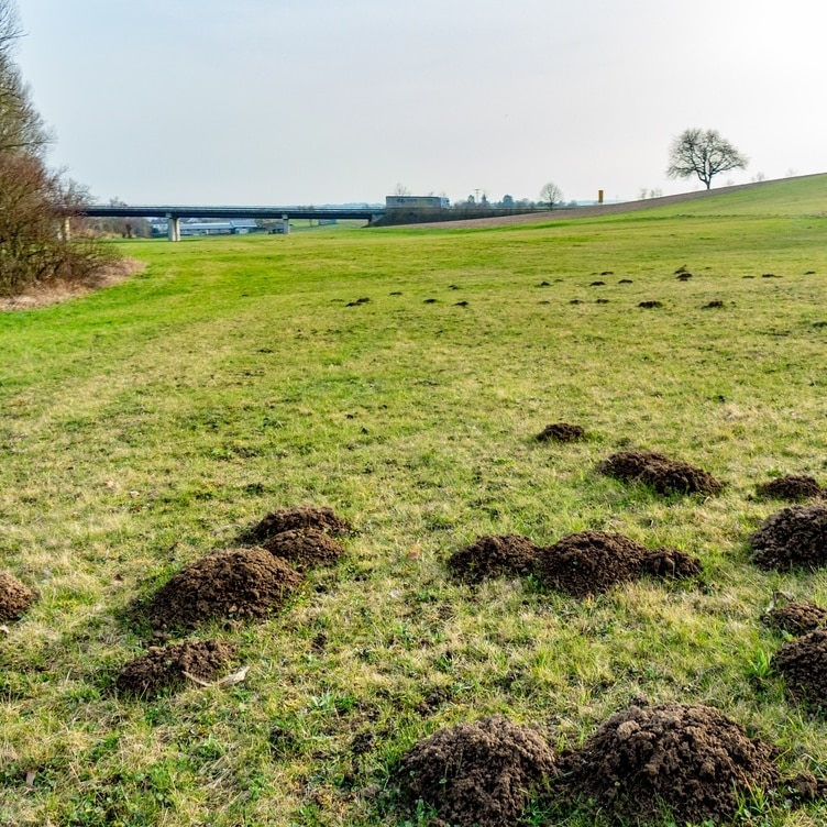 Champ de taupinières et paysage de campagne avec pont Taupinières dans un pré devant un pont d'autoroute avec un camion et un arbre sur une colline sous un ciel clair.