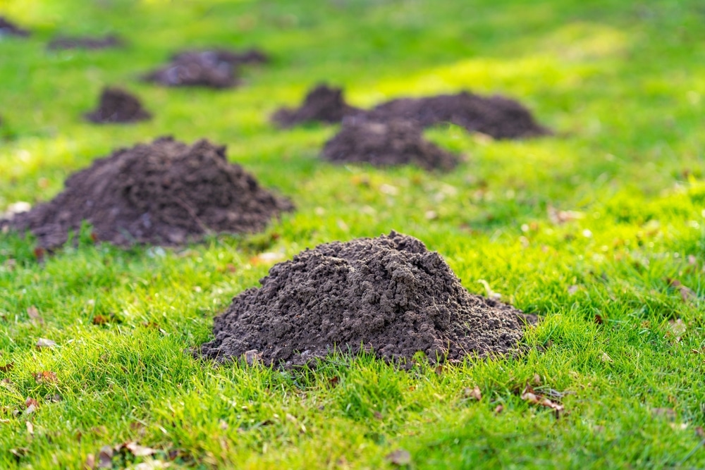 Taupinières dans le jardin : comment s'en débarrasser Plusieurs taupinières de terre fraîche sur une pelouse verte ensoleillée d'un jardin.